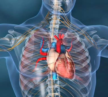 Human Circulatory System Heart Beat Anatomy.jpg